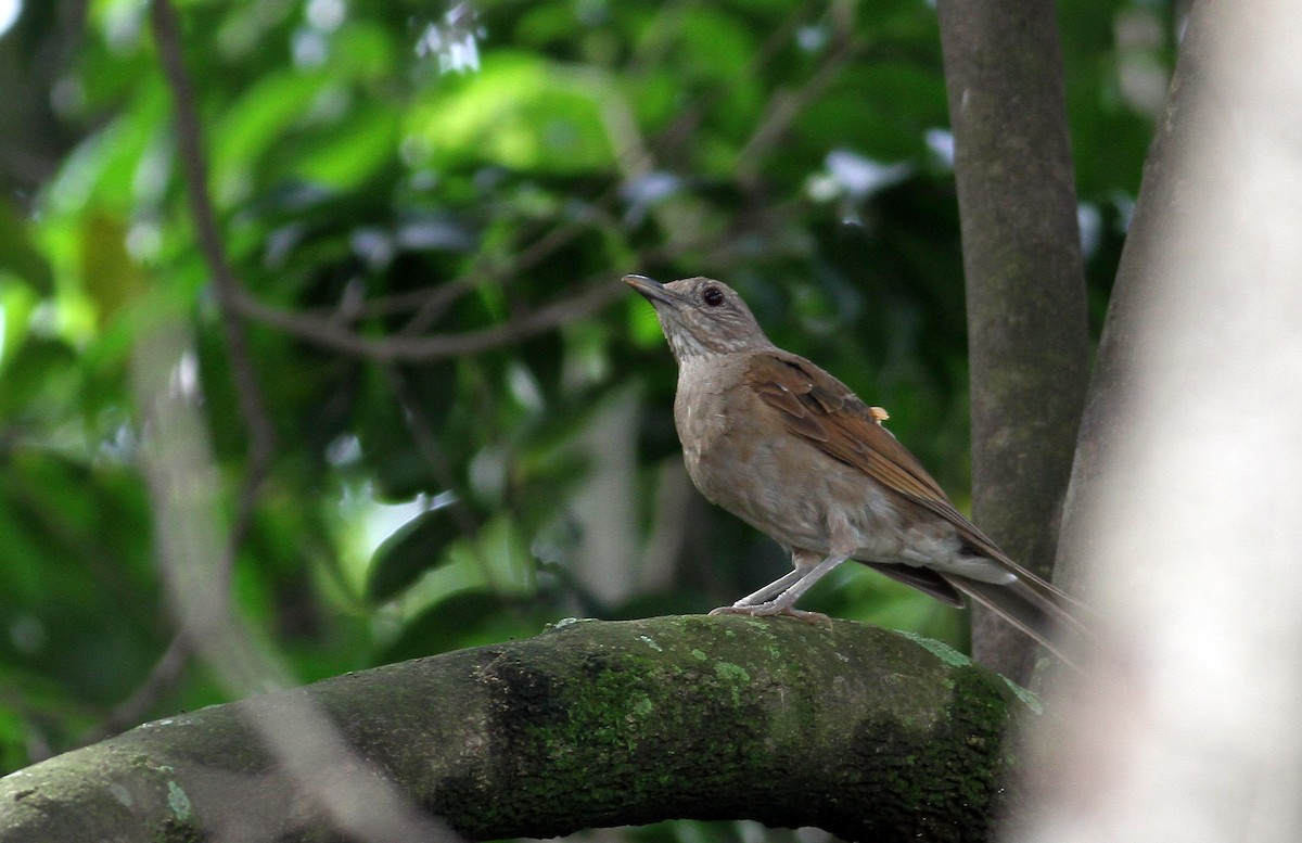Pale-breasted Thrush - ML137784911