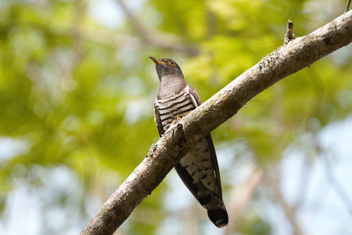 Indian Cuckoo - Kian Guan Tay