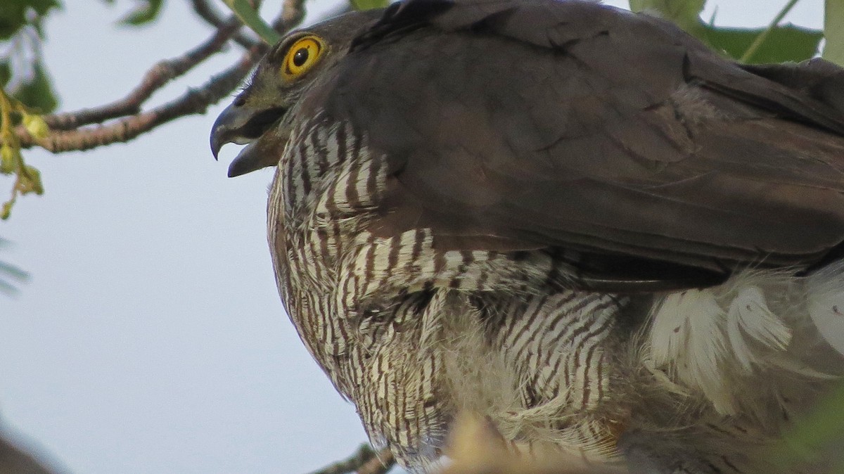 Madagascar Sparrowhawk - Ray Wershler