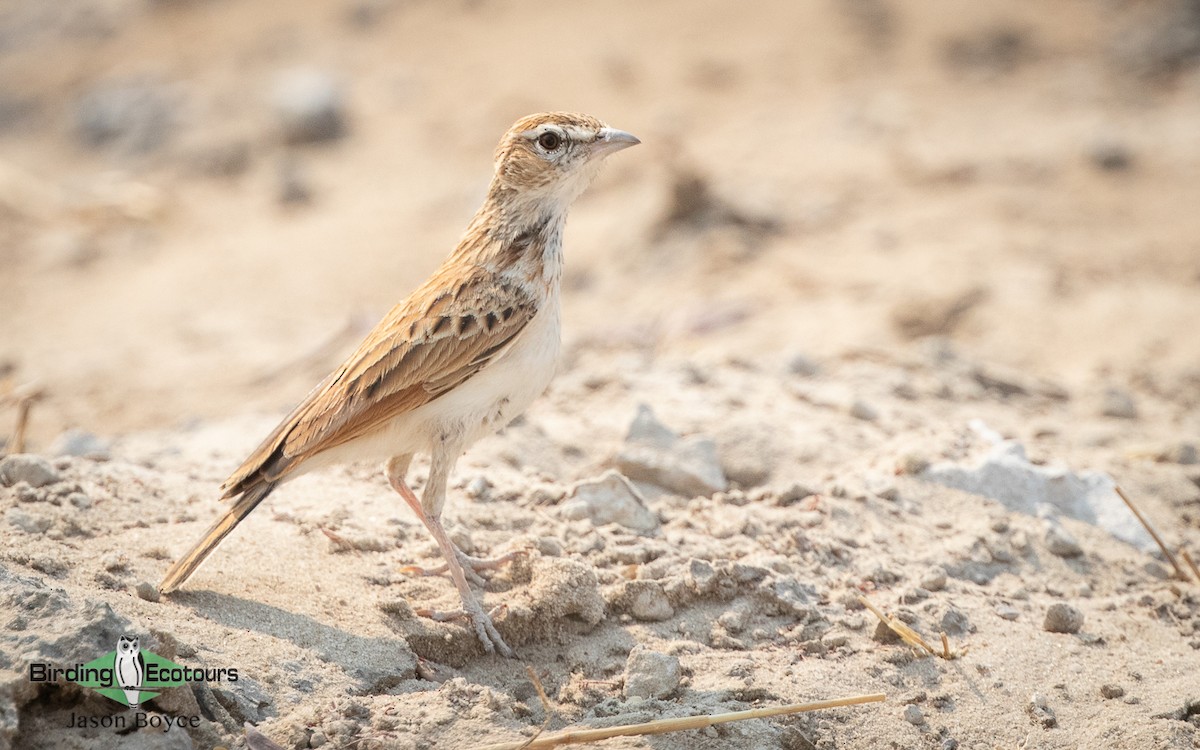 Fawn-colored Lark (Fawn-colored) - ML137786301