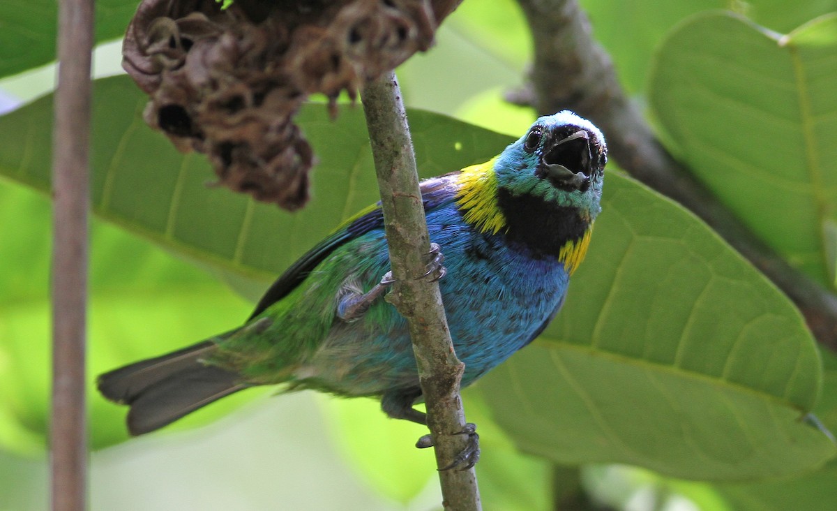 Green-headed Tanager - ML137788571
