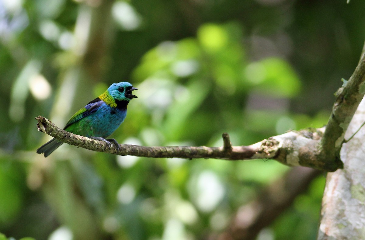 Green-headed Tanager - ML137788581