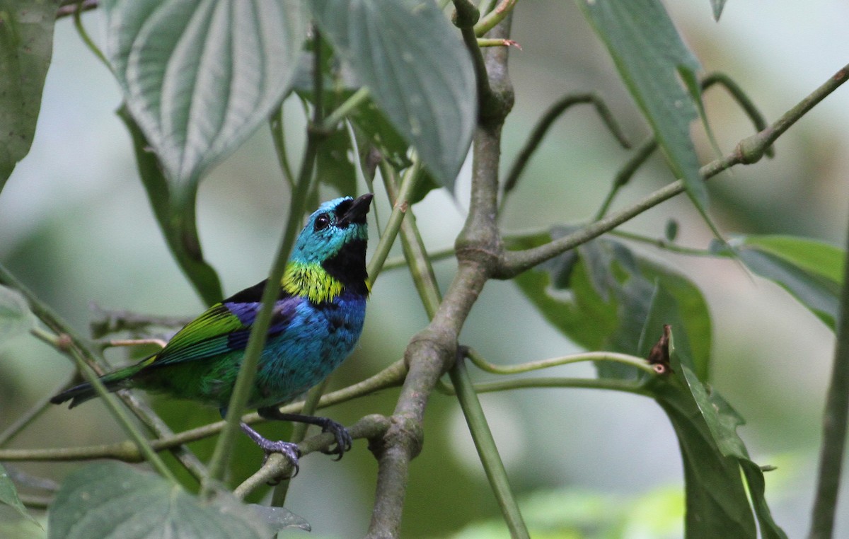 Green-headed Tanager - ML137788631