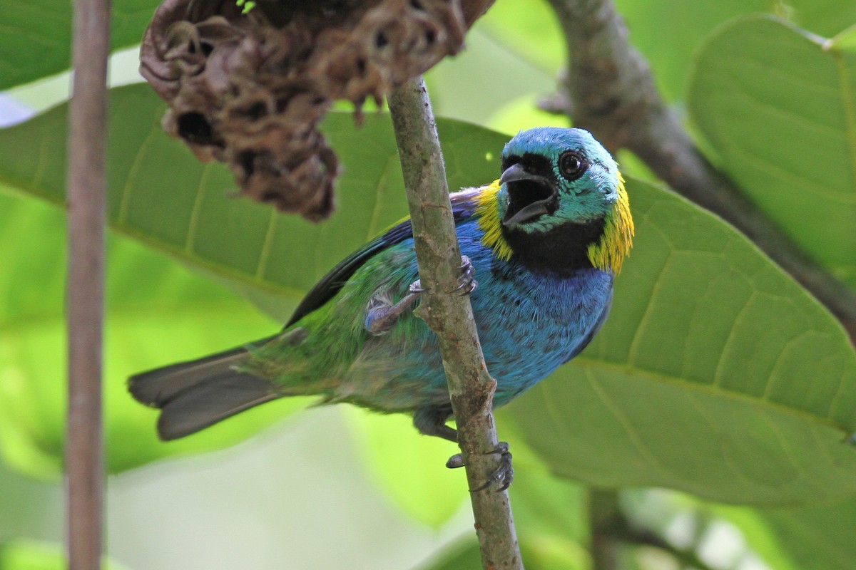Green-headed Tanager - ML137788651