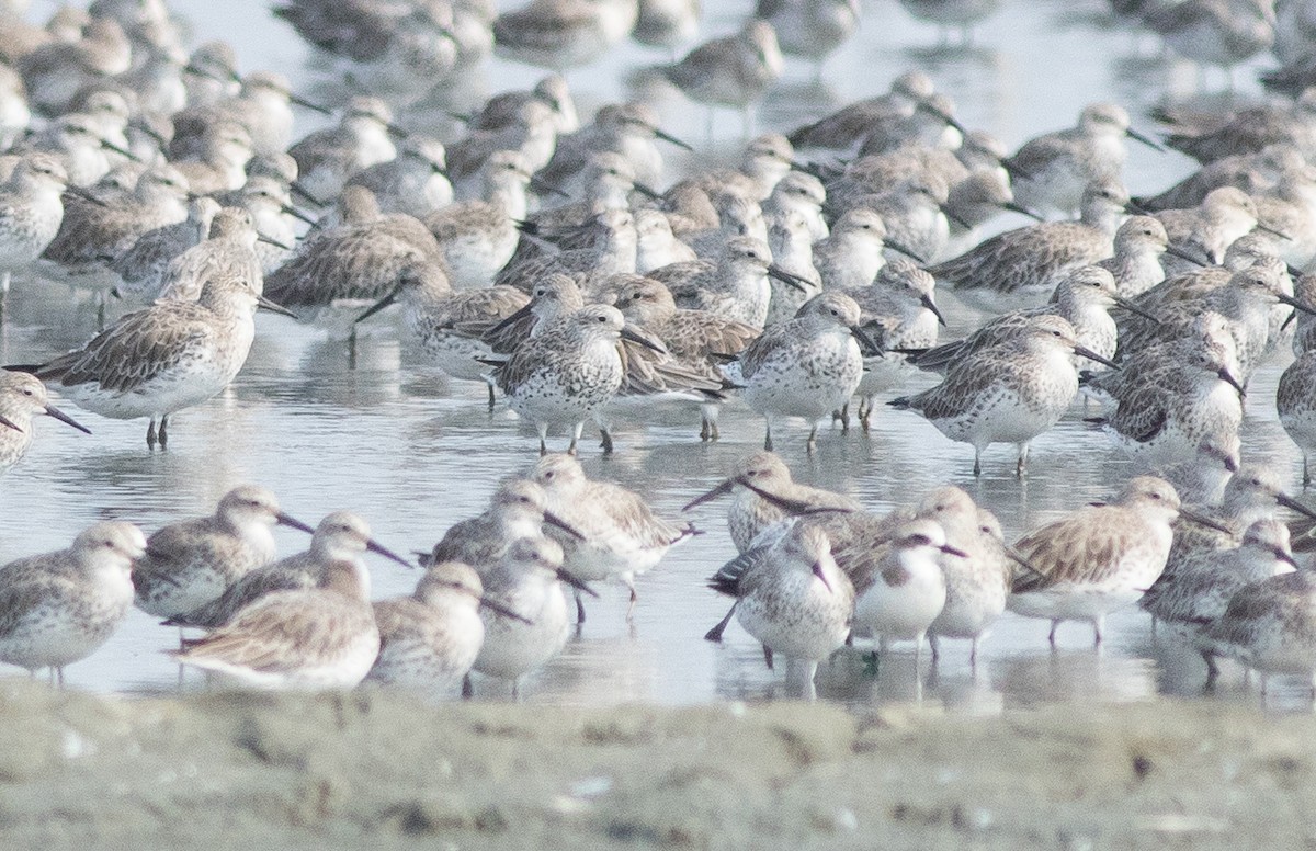 Great Knot - ML137790731