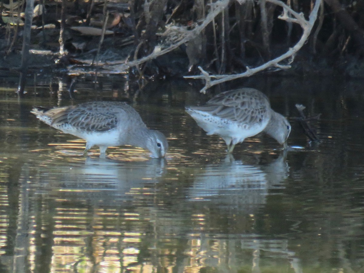 Long-billed Dowitcher - ML137792601