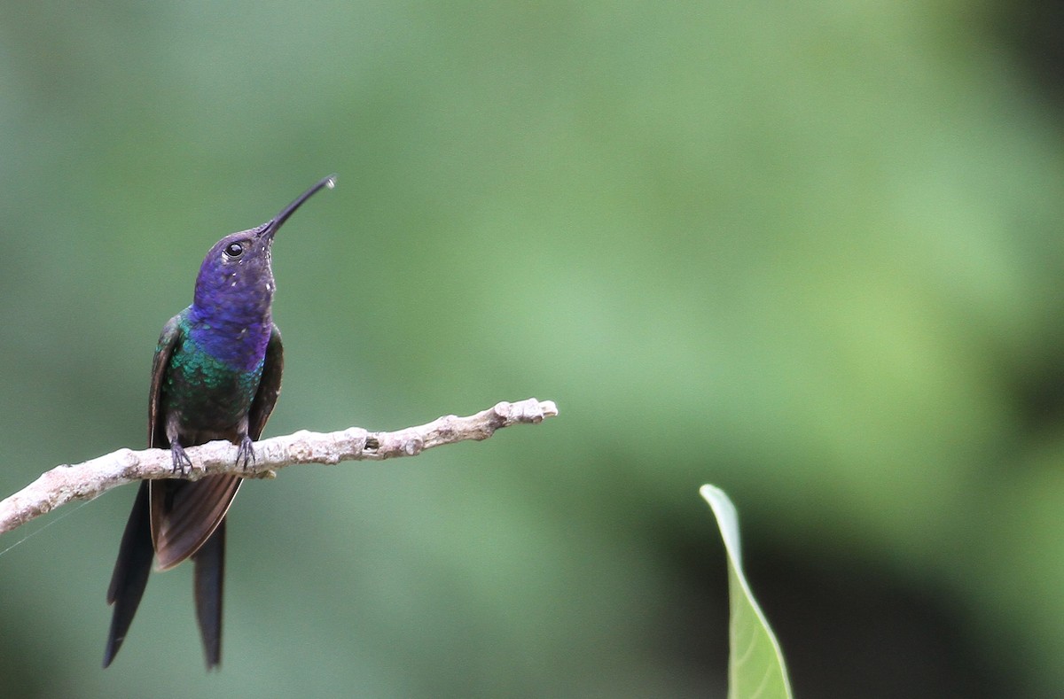 Swallow-tailed Hummingbird - ML137793651