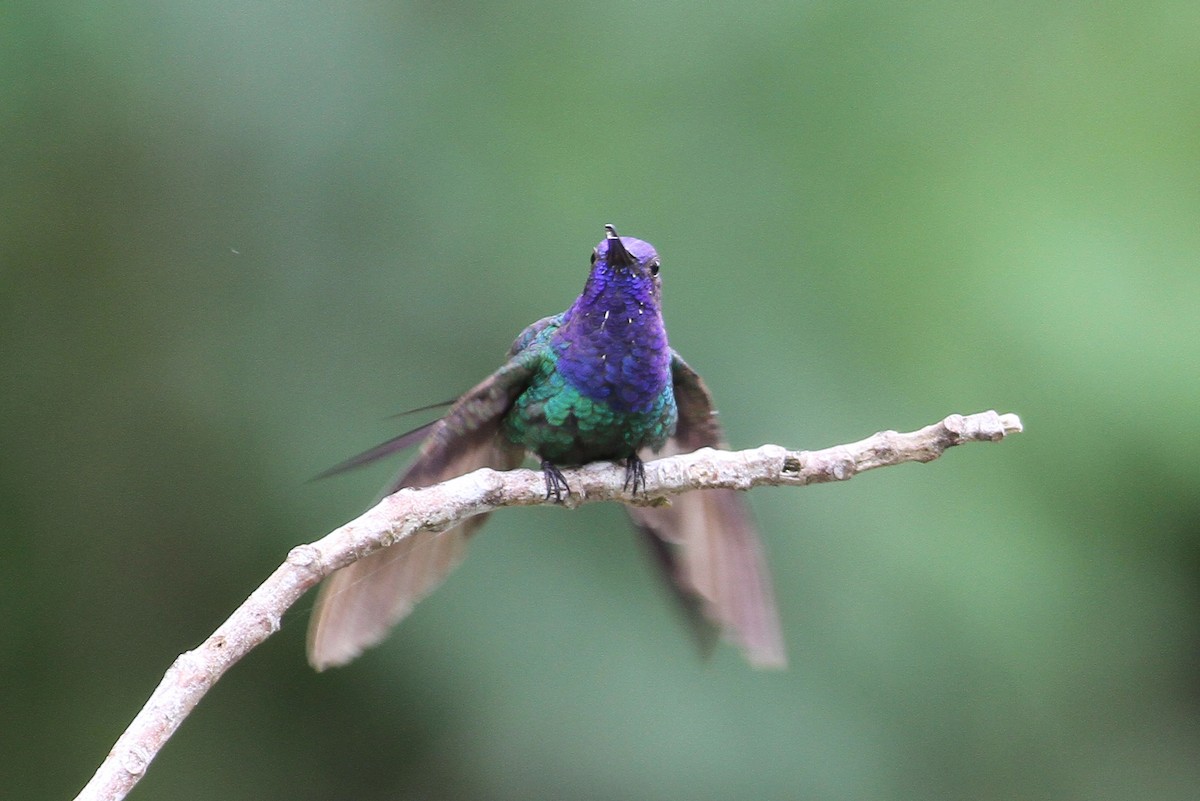 Swallow-tailed Hummingbird - ML137793671