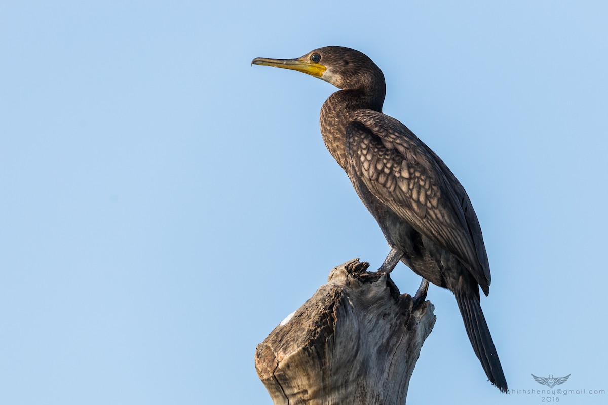Indian Cormorant - Mohith Shenoy