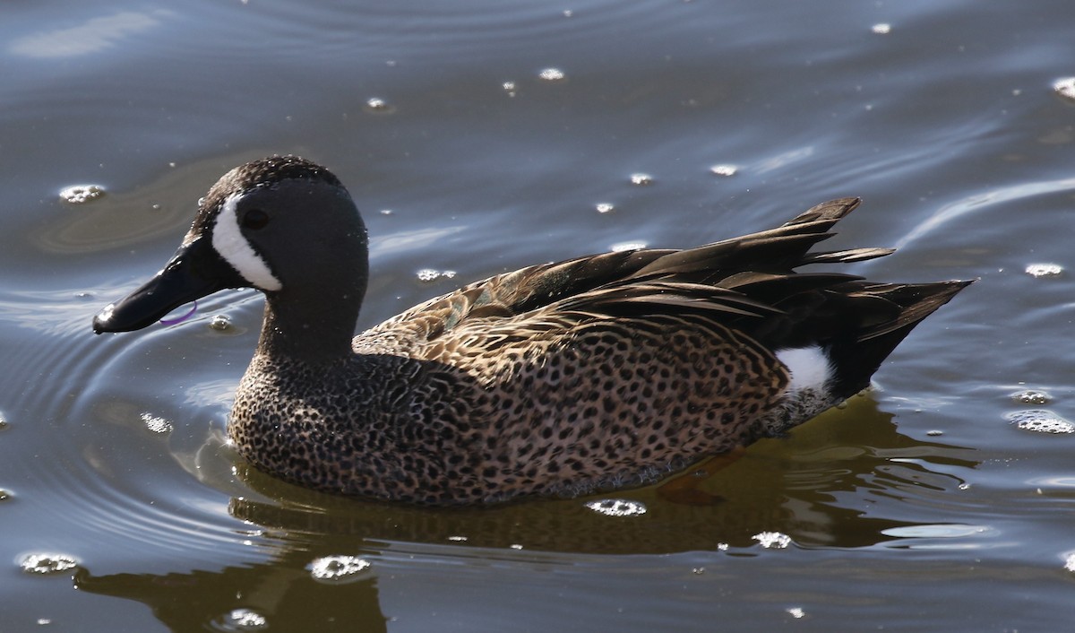 Blue-winged Teal - ML137795261