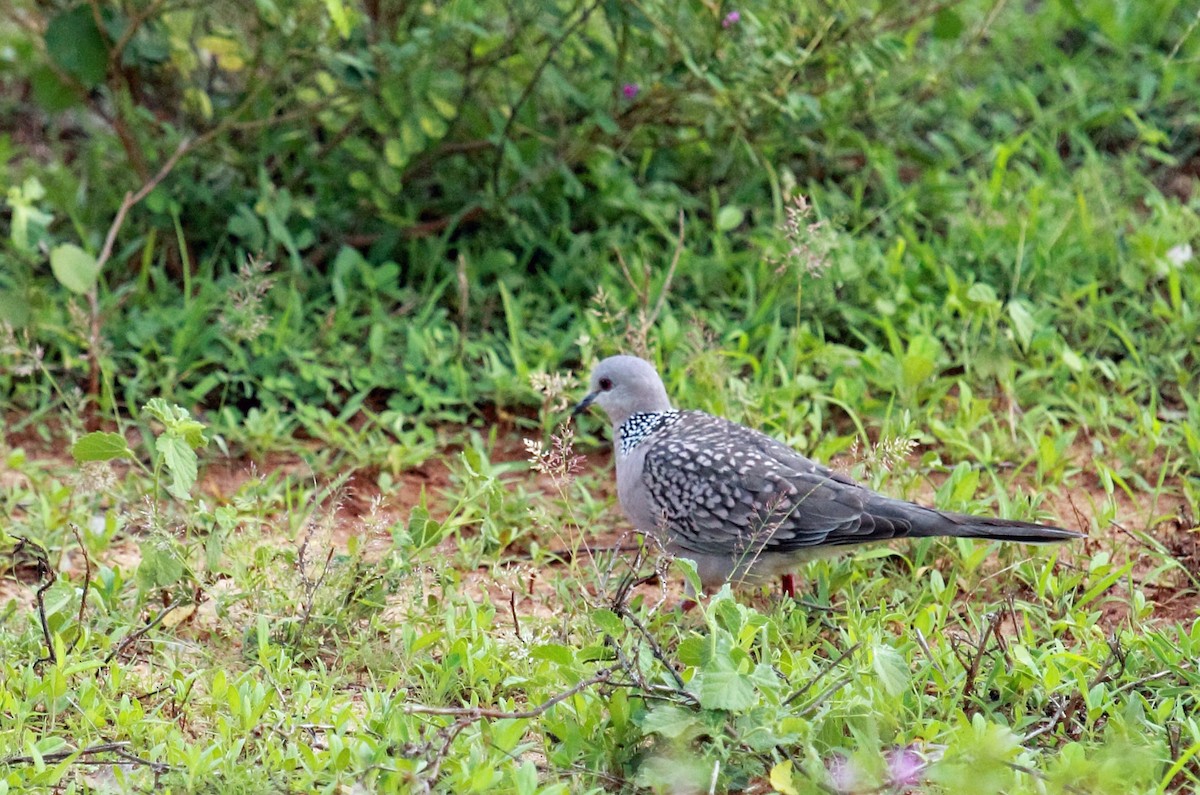 Spotted Dove - ML137796491