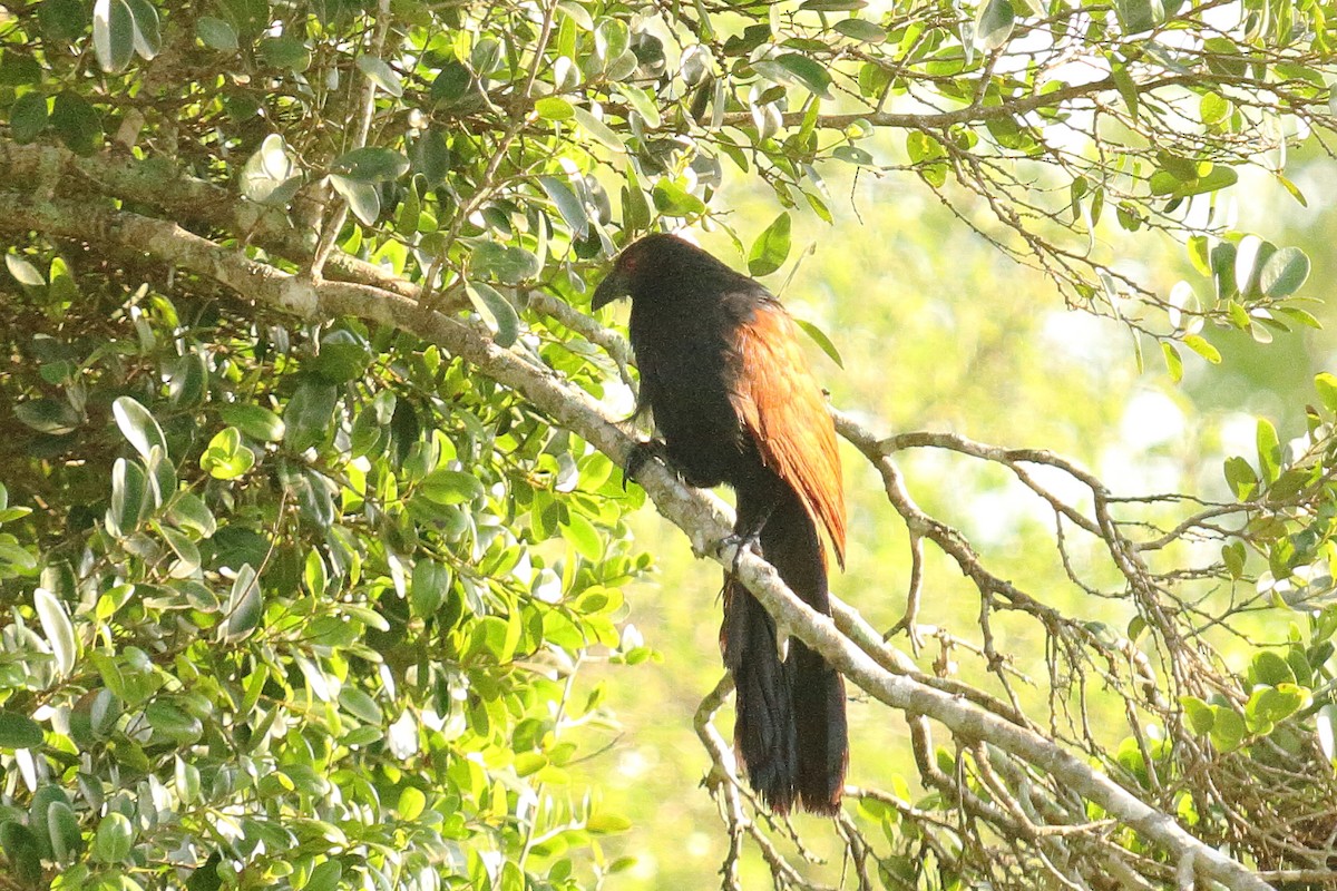 Greater Coucal - ML137796731