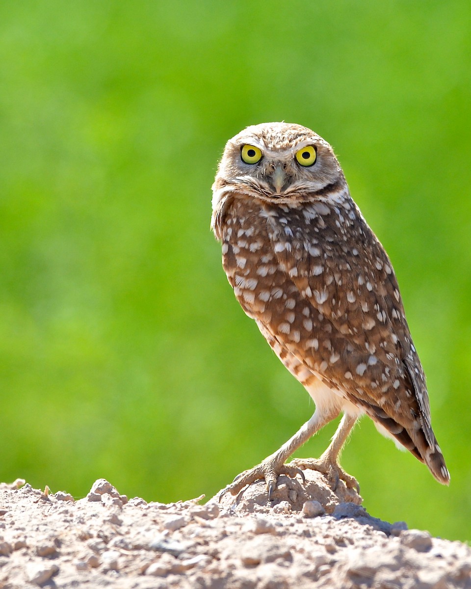 Burrowing Owl (Western) - Gerald Friesen
