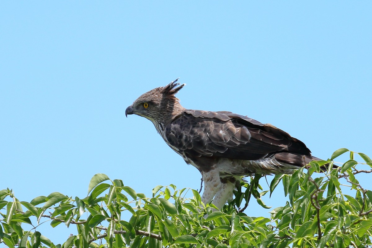 Changeable Hawk-Eagle (Crested) - Manu Álvarez