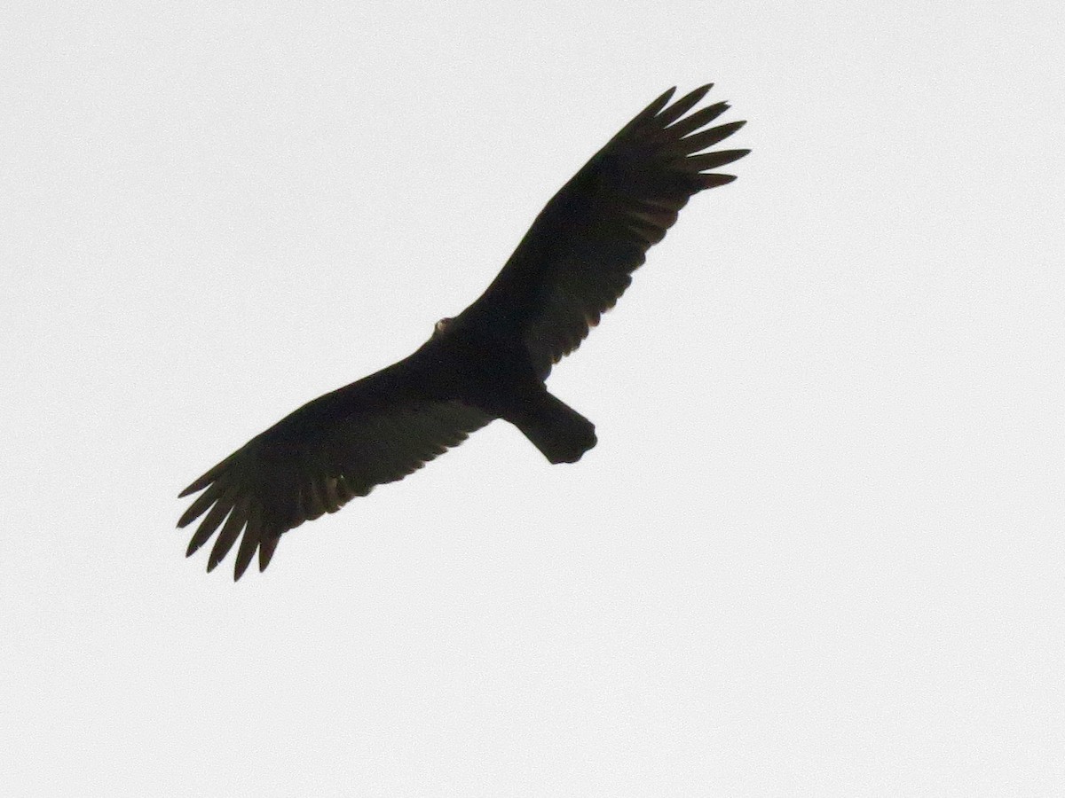 Turkey Vulture - ML137801841