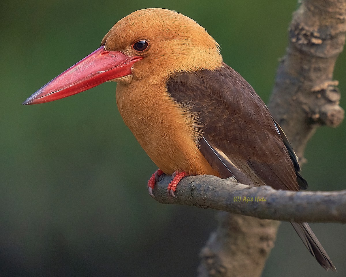 Brown-winged Kingfisher - Ajit Hota