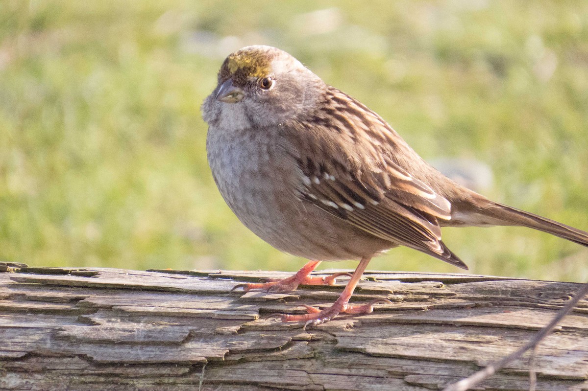 Golden-crowned Sparrow - ML137809631