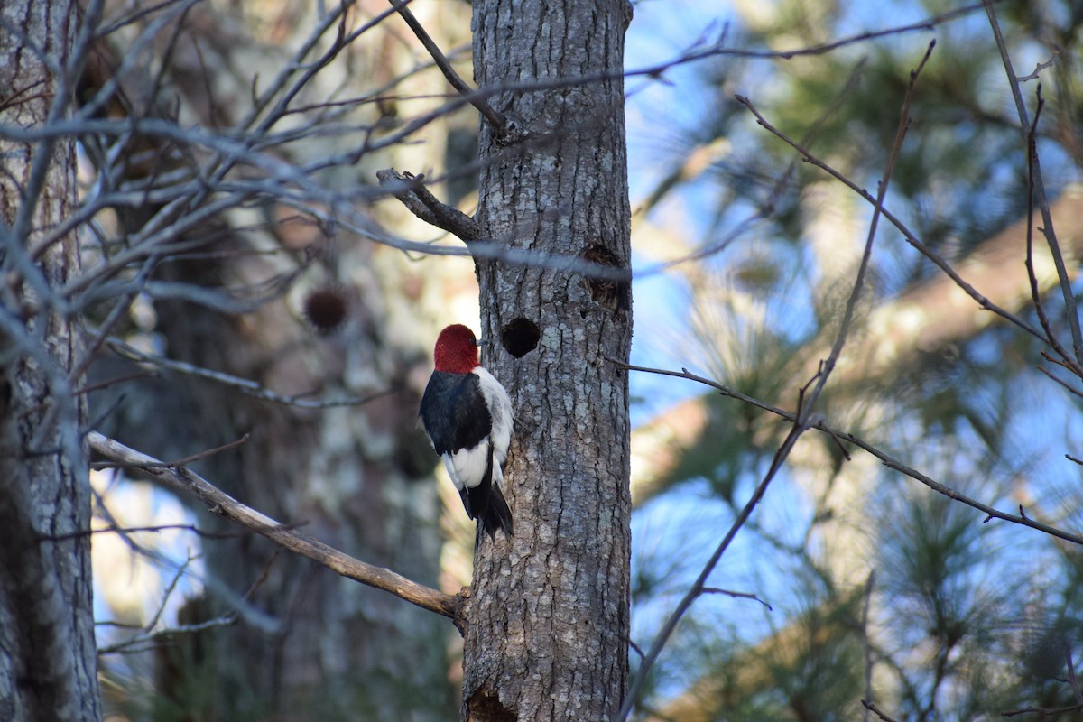 Red-headed Woodpecker - ML137813561