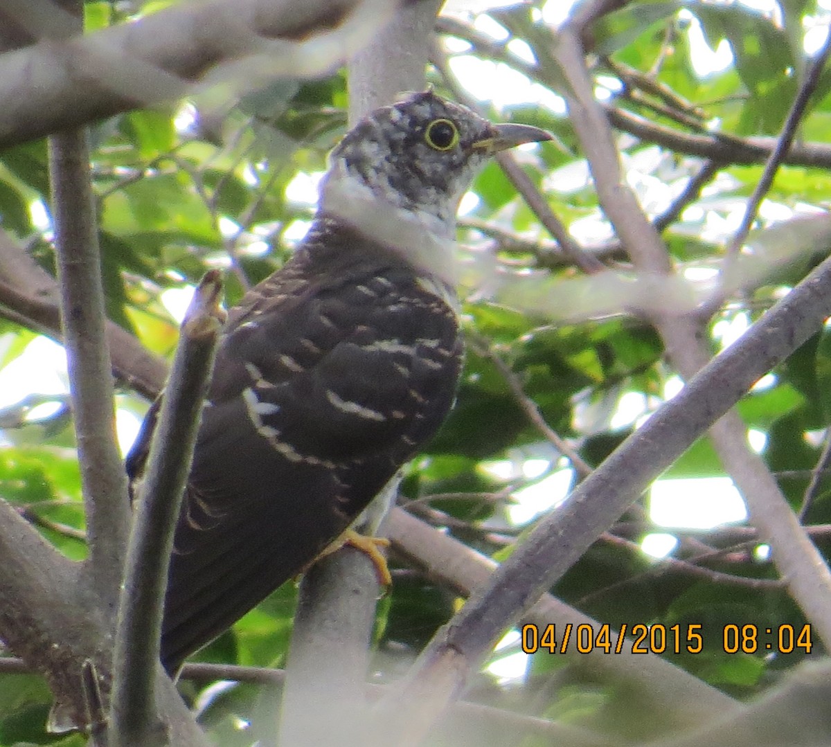 Indian Cuckoo - Athula Edirisinghe