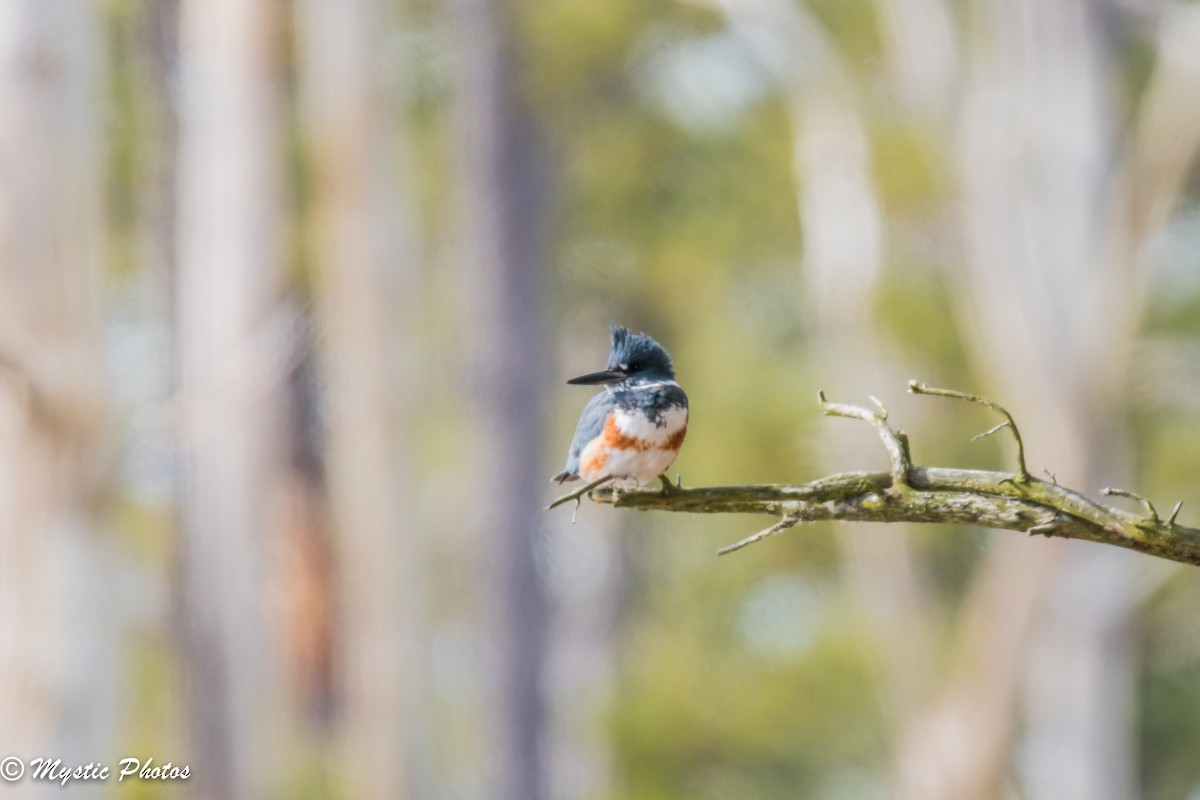 Belted Kingfisher - ML137815241