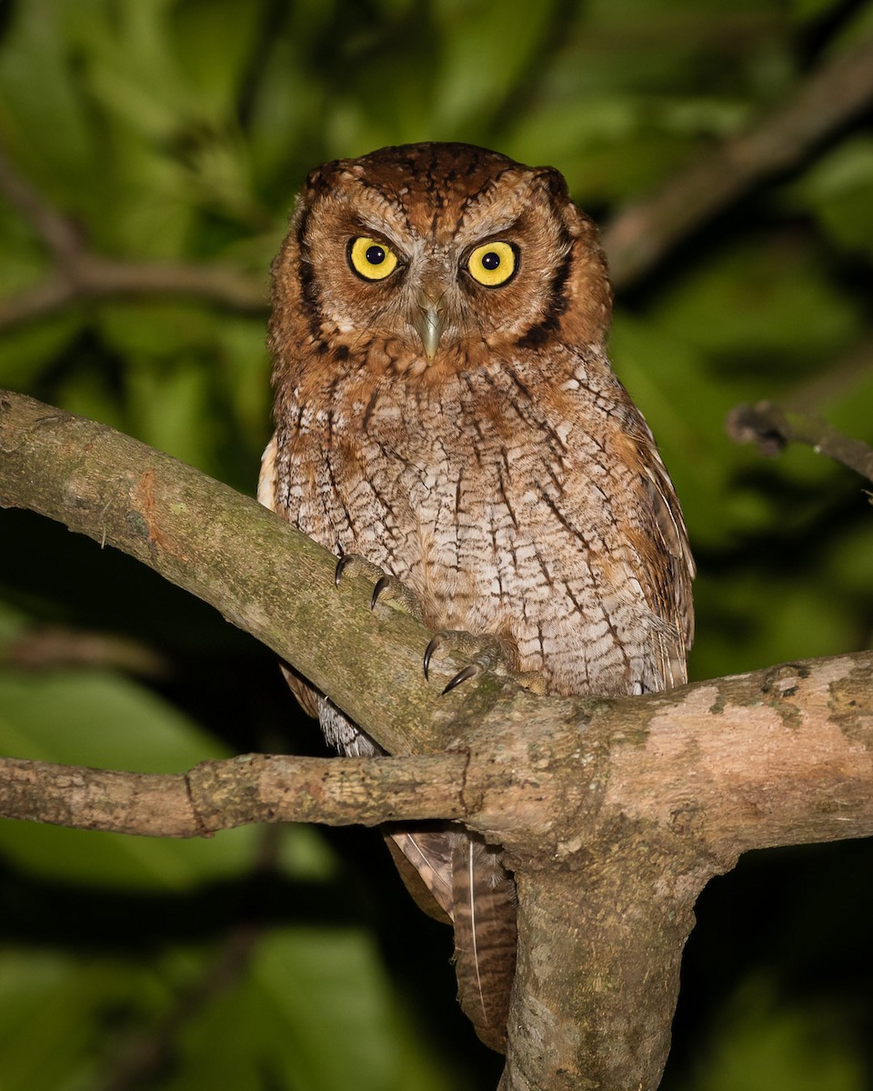 Tropical Screech-Owl - Eden Fontes