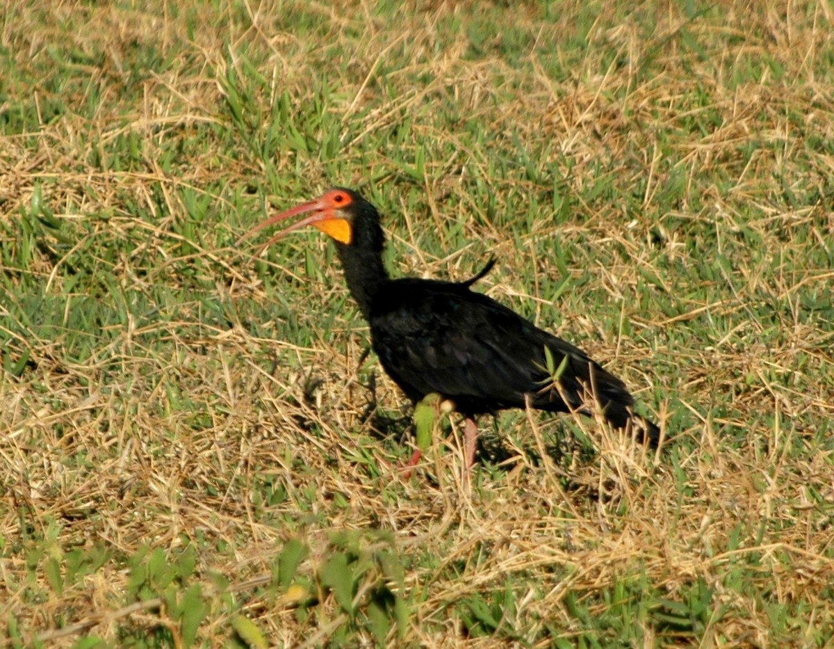 ibis dlouhoocasý - ML137822931