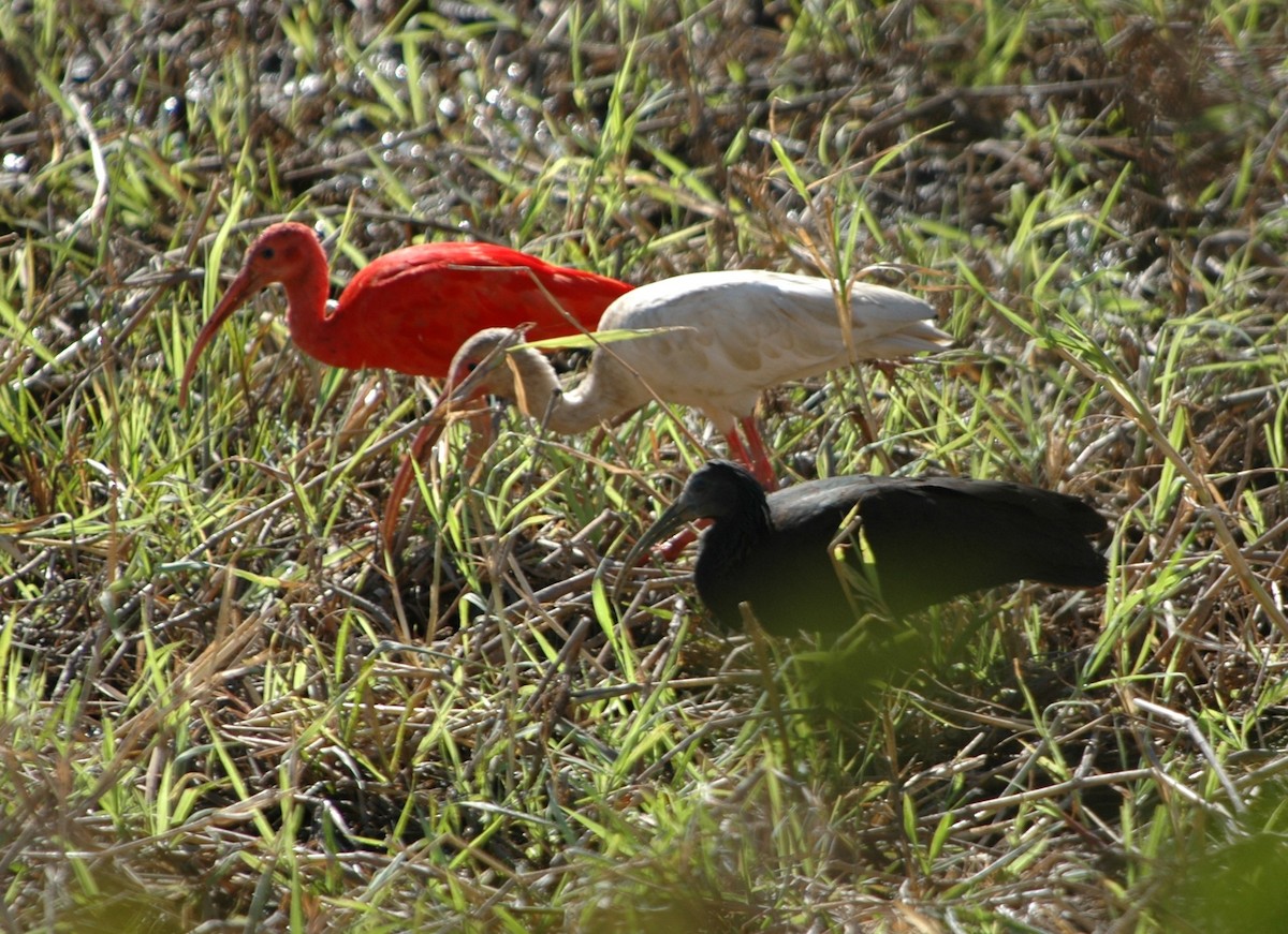 ibis rudý - ML137824101