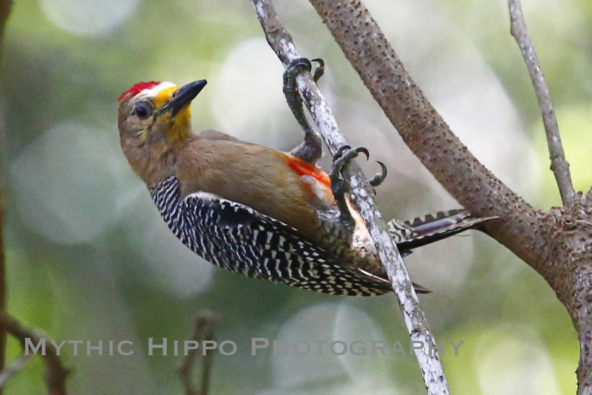 Yucatan Woodpecker - Jenny Grewal