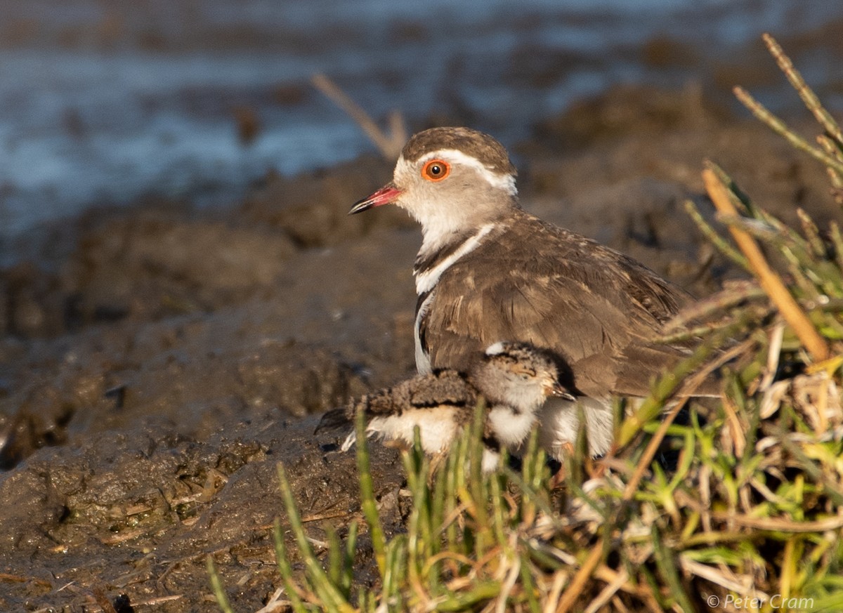 Three-banded Plover - Peter Cram