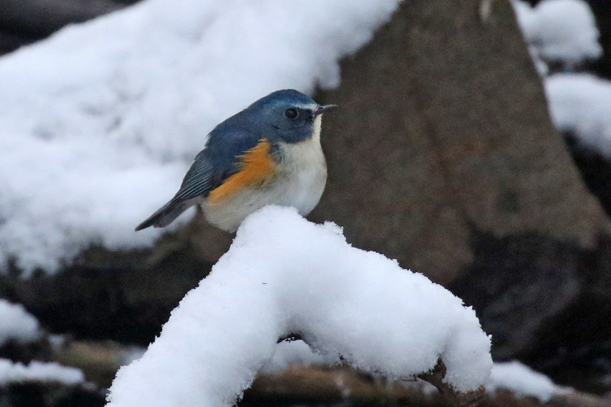 Red-flanked Bluetail - ML137830301