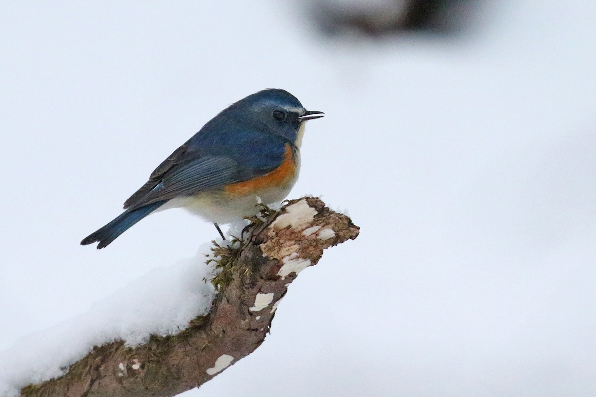 Red-flanked Bluetail - ML137830311