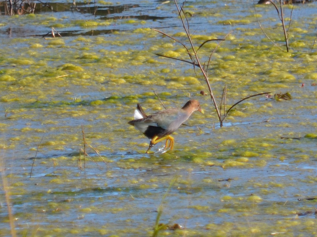 Purple Gallinule - ML137831021