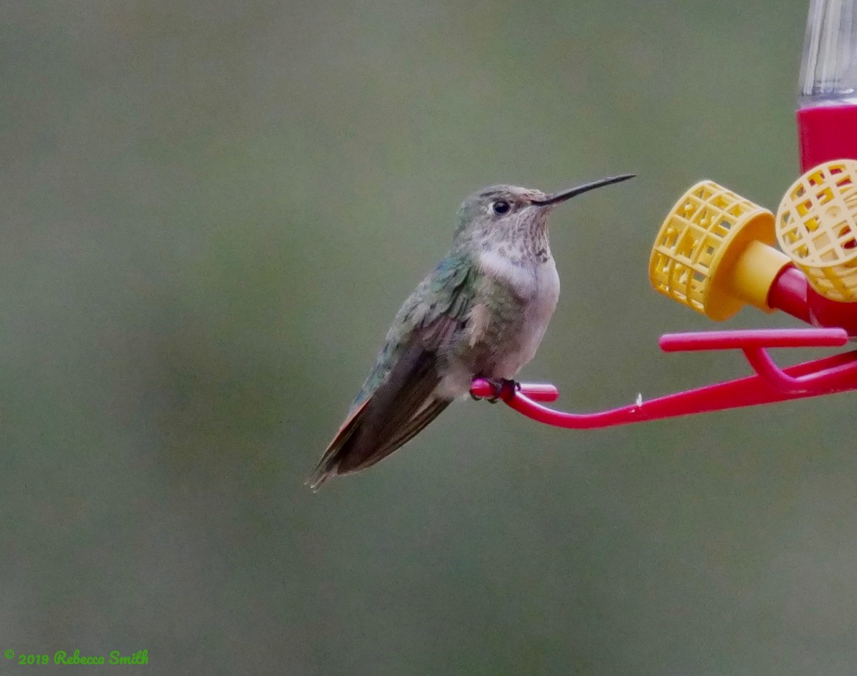 Broad-tailed Hummingbird - Rebecca Smith
