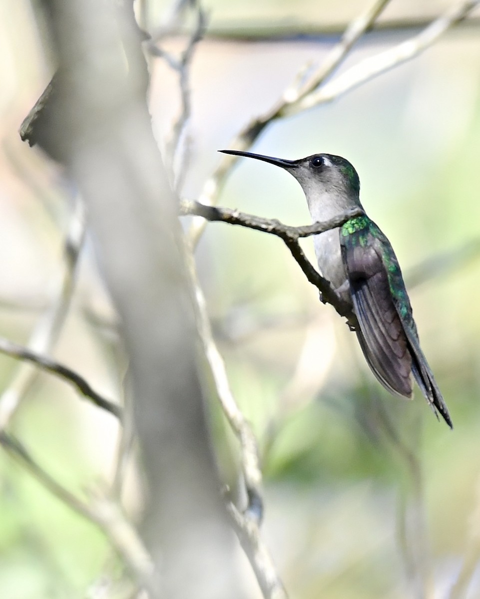 Wedge-tailed Sabrewing (Wedge-tailed) - ML137832051