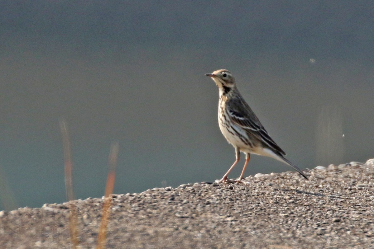 American Pipit (japonicus) - Charley Hesse TROPICAL BIRDING
