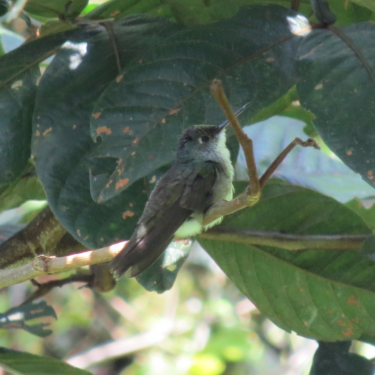 kolibřík azurovotemenný - ML137839581