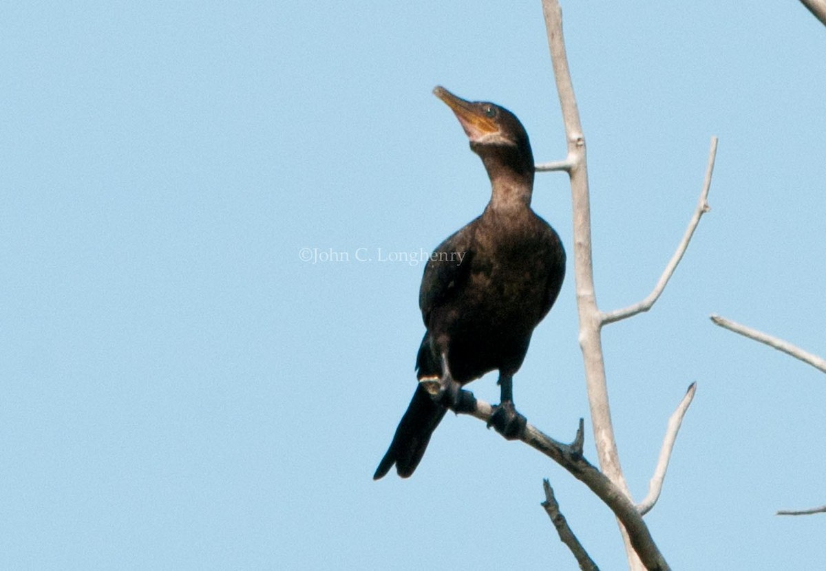 Neotropic Cormorant - John Longhenry