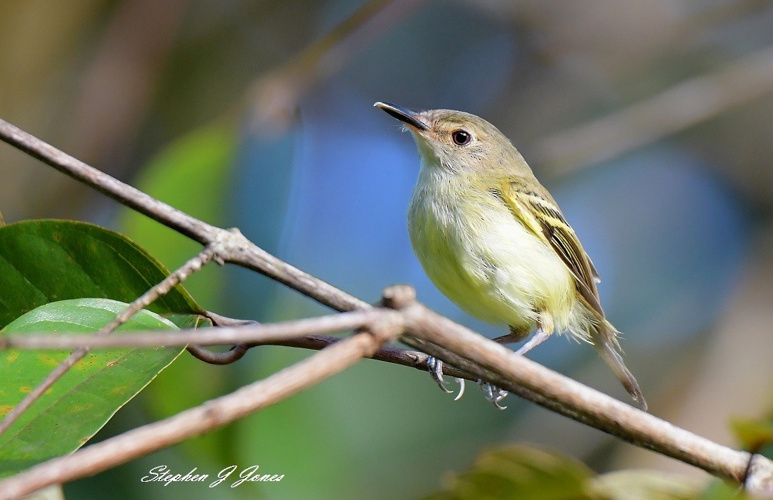 Smoky-fronted Tody-Flycatcher - ML137840041
