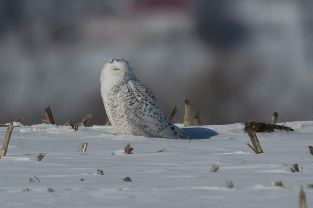Snowy Owl - John Longhenry