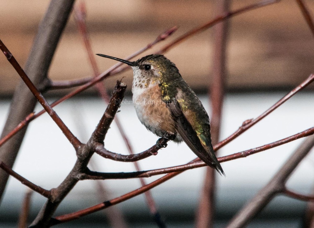 Rufous Hummingbird - John Longhenry