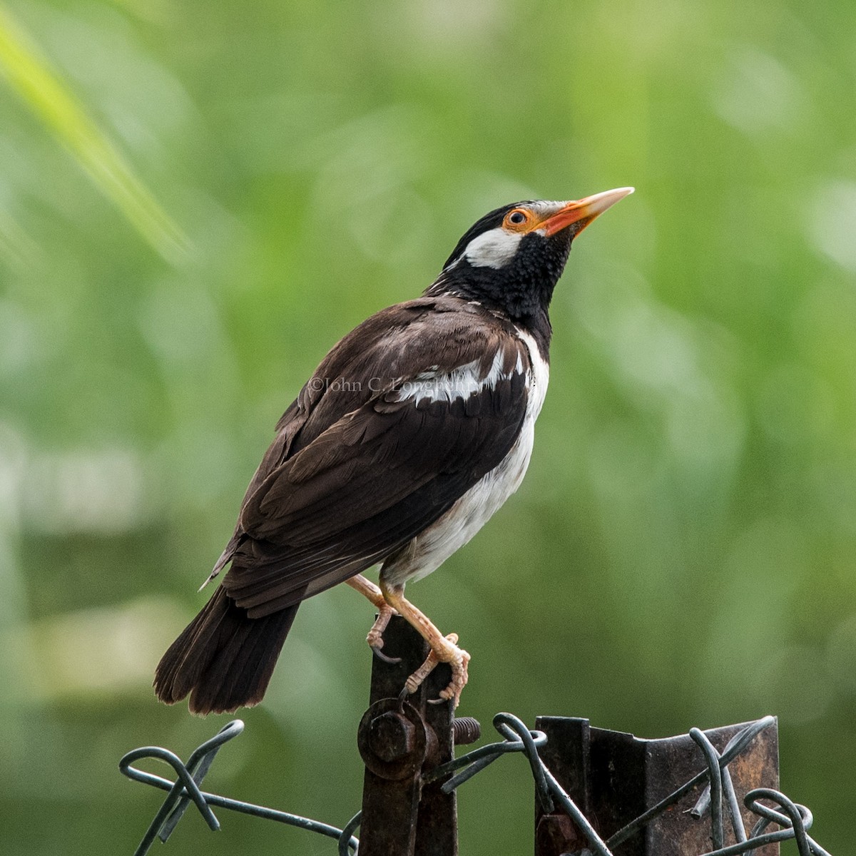 Indian Pied Starling - ML137845031