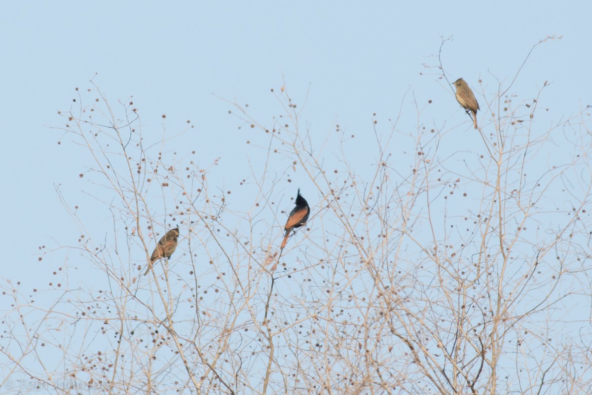 Crested Bunting - ML137845131