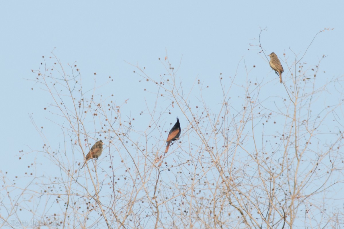 Crested Bunting - ML137845151