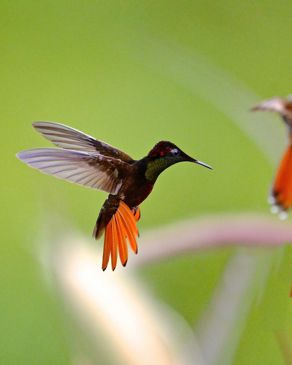 Ruby-topaz Hummingbird - Gerald Friesen