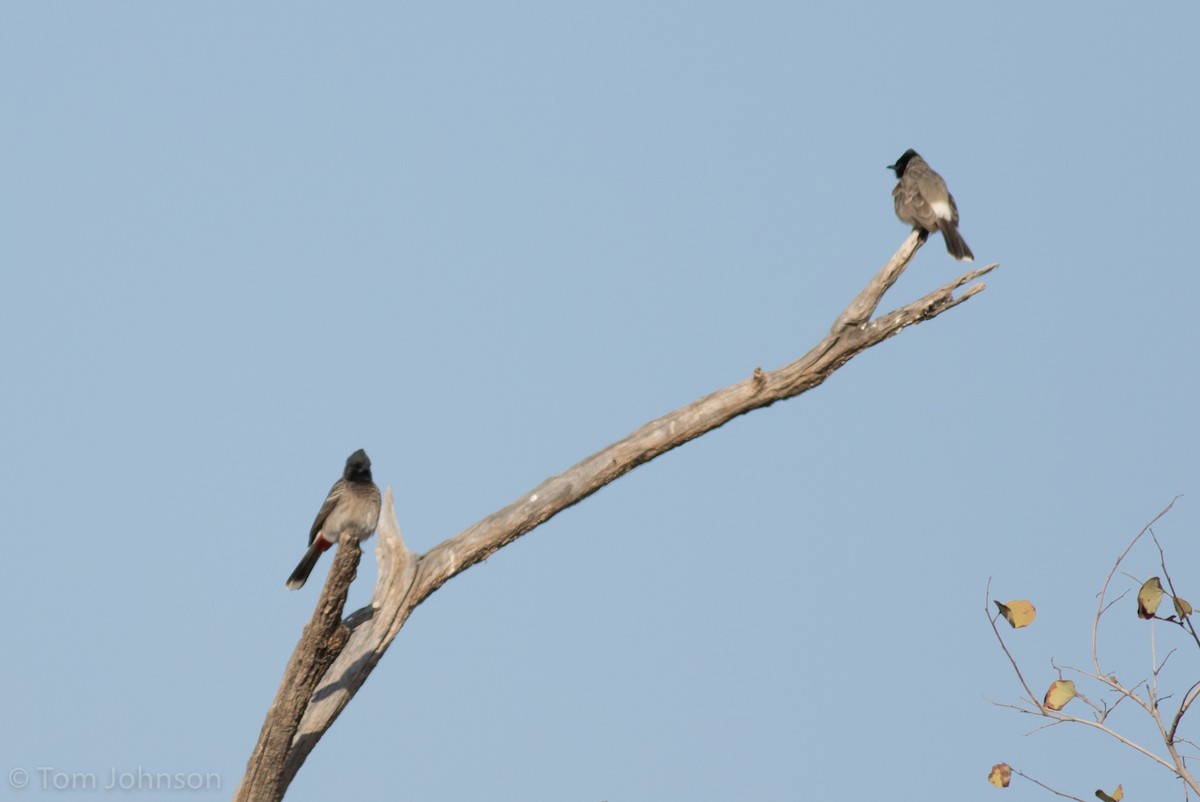 Red-vented Bulbul - ML137845521