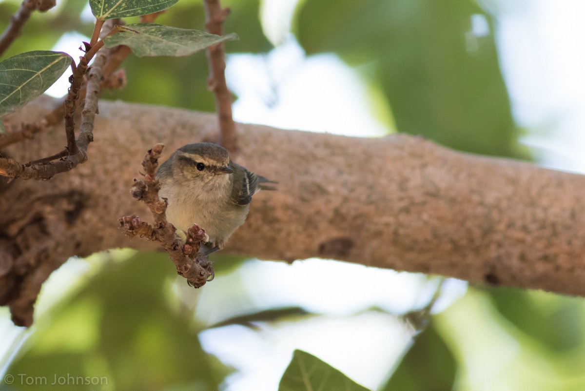 Hume's Warbler - ML137847121