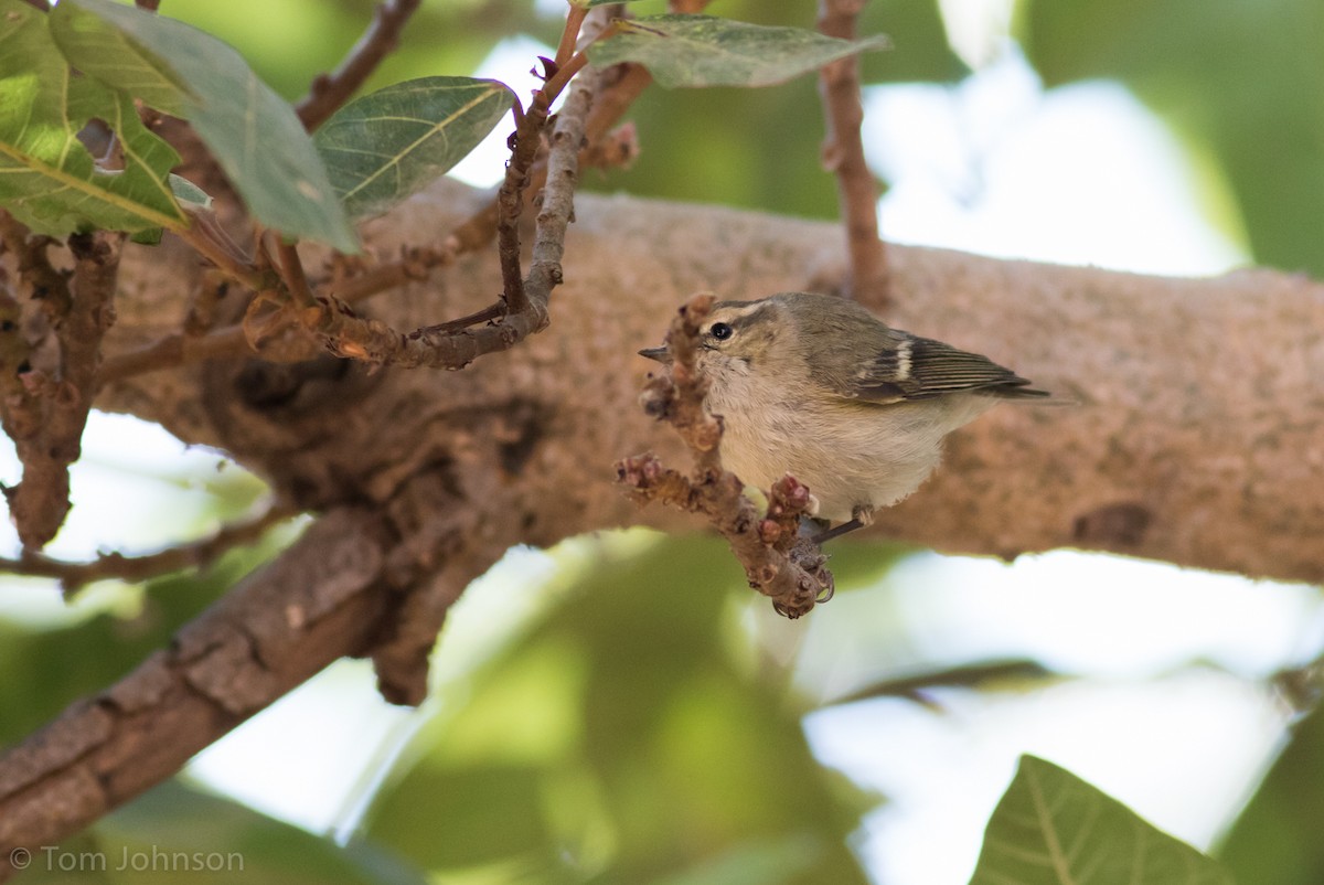 Hume's Warbler - ML137847131