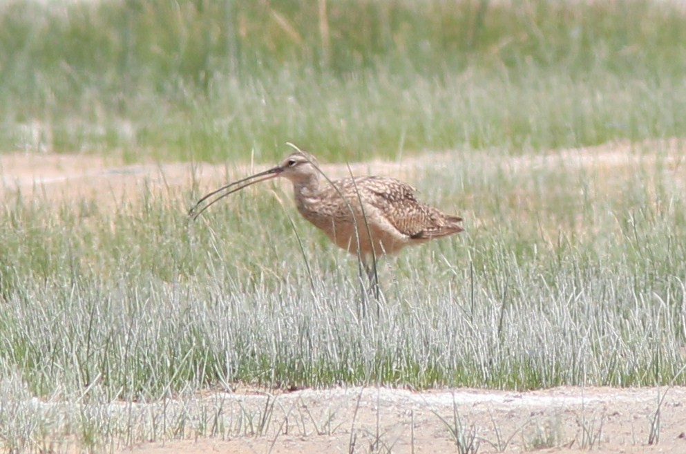 Long-billed Curlew - ML137847141