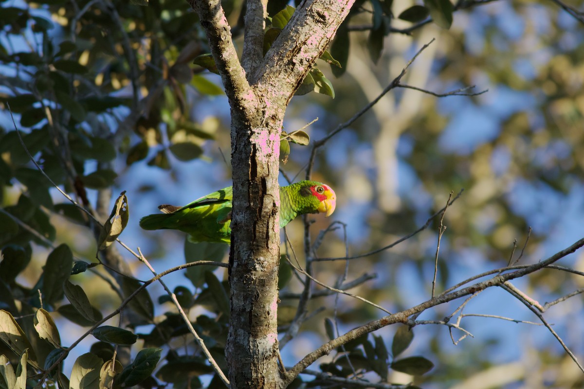 Yellow-lored Parrot - Will  Britton
