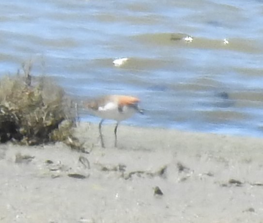 Red-capped Plover - Liam Manderson